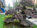 AIRAJ德國進(jìn)口園藝大剪刀果樹枝花園草坪修枝剪日本園林綠化工具綠籬剪 旗艦齒輪式波浪刃伸縮款齒輪快速 曬單實(shí)拍圖
