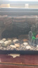 獨(dú)寵你魚缸懶人魚缸家用客廳辦公室塑料金魚缸新升級背濾款一體缸 曬單實(shí)拍圖