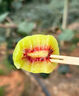 京鮮生四川紅心獼猴桃 12粒 單果60-85g 新鮮水果 源頭直發(fā) 曬單實(shí)拍圖