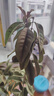 桂花樹(shù)苗盆栽室內四季桂花卉植物金桂丹桂庭院大樹(shù)濃香型綠植開(kāi)花 【金桂】 粗1cm 高0.8-1米土球發(fā)貨 曬單實(shí)拍圖