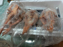 崠鮮 新鮮鴿子肉 新鮮冷凍農(nóng)家老鴿子土鴿 煲湯燒烤食材 乳鴿生鮮 鴿子3只（每只凈400g） 曬單實拍圖