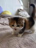中華田園貓橘貓貍花奶牛白貓黑貓三花貓活體活物寵物幼崽活幼體 田園級 招財三花貓幼崽 母 曬單實(shí)拍圖