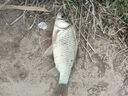 谷道香戰(zhàn)江河釣魚餌料鄧剛推薦野釣專用全能餌料釣鯉魚鯽魚鰱鳙通殺餌料 3包【釣魚絕戶餌料】 曬單實拍圖