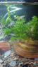 瘋狂水草魚(yú)缸底部水草造景魚(yú)缸草植物綠植水培種植環(huán)30-40缸 源頭直發(fā)包郵 曬單實(shí)拍圖