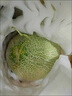 正宗新疆吐魯番哈密瓜當季新鮮水果西州網(wǎng)紋蜜瓜 西州蜜瓜 中大果（單果≥900g）8斤 曬單實(shí)拍圖