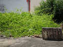 松下（Panasonic）Lumix G100D M43畫幅相機(jī) M43卡口 微單相機(jī) 無(wú)反數(shù)碼相機(jī) G100D單機(jī)+【25mmF1.7】單鏡頭定焦 曬單實(shí)拍圖