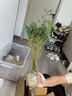 水培米竹室內(nèi)盆栽植物水養(yǎng)觀音竹富貴竹南天竹客廳竹子花卉綠植 精品米竹10顆【30-40厘米】 曬單實拍圖