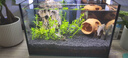 漢洋（ WATERWEEDS INDUSTRY）魚(yú)缸濾材水族箱底砂龜多肉裝飾造景擺件增色降酸水質(zhì)火山石巖2斤 曬單實(shí)拍圖
