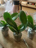 雙花劍蝴蝶蘭盆栽蘭花大苗帶花劍帶花苞四季開(kāi)花室內花好養易成活 12.大辣椒--雙花劍發(fā)貨 帶盆栽好 曬單實(shí)拍圖