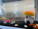 招財寵物魚(yú)冷水觀(guān)賞草金魚(yú)錦鯉魚(yú)好養耐活包郵包活 【1-3厘米】 招財金魚(yú)3條裝 曬單實(shí)拍圖