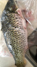  鮮活大鯉魚(yú)1-1.25kg/條 曬單實(shí)拍圖