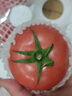 京鮮生沙瓤粉西紅柿 凈重3斤 單果100g+果菜兩吃 源頭直發(fā) 【搜生鮮館】 曬單實(shí)拍圖