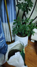 德沃多肥料植物營(yíng)養土通用3L組合園藝養花土種菜土壤盆栽多肉綠植種植土 曬單實(shí)拍圖