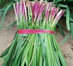 紫根韭菜根苗四季韭菜頭紫紅寬葉春季秋季室內(nèi)盆栽韭菜苗現(xiàn)挖農(nóng)家 紫根：韭菜根苗300棵 曬單實(shí)拍圖