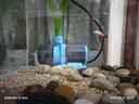 創(chuàng)寧魚缸漁池循環(huán)變頻潛水泵 水族箱安靜抽水  水陸兩用 魚池假山過(guò)濾 升級(jí)款【超輕音13W】流量1000-2000L 曬單實(shí)拍圖