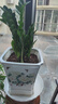 金錢樹盆栽室內(nèi)大盆植物客廳好養(yǎng)辦公室綠植花卉錢串子招財進寶樹 50-60厘米【7-11棵】 基地養(yǎng)殖盆 曬單實拍圖