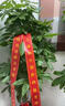 仙植緣【2小時同城配送】2米大型發(fā)財樹盆栽綠植辦公室客廳開業(yè)喬遷送禮 |約1.75米|步步高發(fā)財樹|白瓷盆 專車送貨 更快更好 曬單實拍圖