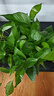 雙盟綠蘿盆栽除甲醛花卉綠植辦公室新房凈化空氣180加侖4盆裝源頭直發(fā) 曬單實拍圖