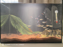 貝森魚(yú)缸超白背濾一體式客廳生態(tài)循環(huán)桌面家用龜缸循環(huán)南美溪流造景缸 50*35*35cm 5mm濾材+筒燈 曬單實(shí)拍圖