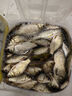 川澤錘頭尾夜光漂咬鉤變色高靈敏超亮醒目電子漂野釣魚漂鯽鯉鰱鳙浮漂 升級(jí)硬尾PJ04【野釣綜合】鉛2.2g 【咬鉤變色】加粗醒目尾 曬單實(shí)拍圖