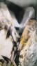 舟山梭子蟹鮮活特大野生大螃蟹新鮮冷凍海鮮水產(chǎn)海蟹飛蟹白蟹 凈重3-5兩/只【10只 碼頭直采】 曬單實(shí)拍圖