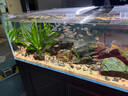 樂(lè)迪魚缸燈72W爆藻燈原生態(tài)溪流缸燈金魚出苔 NX扁燈  黑色72W【單色調(diào)光  APP控制】 曬單實(shí)拍圖