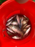 化氏（HUA）不空軍腥香300克 水庫野釣鯽魚(yú)鯉魚(yú)草魚(yú)餌料釣餌通殺配方大板鯽 300克不空軍（腥香）X 1袋 曬單實(shí)拍圖