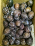 庾豐當季新鮮現(xiàn)摘西梅 新鮮水果整箱 孕婦藍蜜法蘭西梅 團購送禮 5斤裝（凈果4.5斤）甄選果王 顆顆甄選 產(chǎn)地直發(fā) 曬單實拍圖