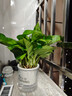 特價(jià)綠蘿盆栽室內客廳辦公室吸甲醛凈化空氣水培植物綠植花卉好養 【1盆】綠蘿+早安吸水盆 整體含盆高度20-25cm 曬單實(shí)拍圖