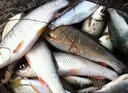 誘魚燈水下聚魚燈黑坑野釣超聲波探魚器通殺釣魚神器夜釣燈釣魚燈 單個(gè)裝【 三秒聚攏】 曬單實(shí)拍圖
