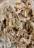 德沃多肥料水苔約12L(一級)營(yíng)養土爬寵烏龜冬眠蝴蝶蘭君子蘭花苔蘚青苔盆栽 曬單實(shí)拍圖