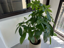 史丹利緩釋肥營(yíng)養(yǎng)棒花肥家用盆栽通用養(yǎng)花復(fù)合氮磷鉀花卉型多肉 曬單實(shí)拍圖
