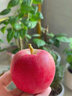 新疆阿克蘇嘎啦蘋(píng)果9斤新鮮水果當季現摘脆甜紅富士加力小平果L3 5斤中果【中通快遞新疆直發(fā)】 曬單實(shí)拍圖