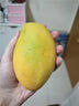 京覓四川凱特芒果新鮮水果凈重8斤單果410g+源頭直發(fā)包郵 曬單實(shí)拍圖