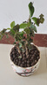 茉莉花苗盆栽帶花苞九里香老樁花卉植物室內(nèi)濃香四季開花好養(yǎng) 大份茉莉花【4-6顆】花苞飽滿 曬單實(shí)拍圖