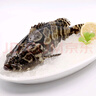 鮮活珍珠龍膽石斑魚(yú)400-450g/條 曬單實(shí)拍圖