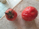 康田匯 陜西普羅旺斯水果西紅柿番茄沙瓤可生吃新鮮采摘新鮮蔬菜 2.5斤 泡沫托裝A級果凈2斤+ 源頭直發(fā) 曬單實拍圖