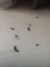 婭洛思蟑螂藥滅蟑呋蟲(chóng)胺膠餌家用廚房小強全窩端室內一窩端除蟑螂屋12枚 曬單實(shí)拍圖