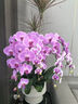 Only you【兩小時(shí)達】蝴蝶蘭帶花苞花劍花盆真花蘭花盆栽開(kāi)業(yè)教師節禮物 6株紫色（瓷盆隨機） 曬單實(shí)拍圖