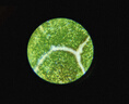 科學(xué)罐頭（Science  can）顯微鏡兒童生日禮物學(xué)生便攜式男女孩益智玩具戶(hù)外禮盒裝可連手機(jī) 曬單實(shí)拍圖