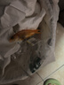 金魚活魚苗冷水紅草金觀賞魚小型淡水好養(yǎng)活魚養(yǎng)殖生態(tài)小魚缸泰獅 【4-7CM】紅草金隨機(jī)3條 曬單實(shí)拍圖