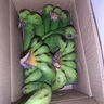 精品云南香蕉高山香蕉現(xiàn)摘新鮮水果甜生青香蕉banana自然熟綠皮 精品高山蕉 9斤 曬單實拍圖