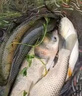 鮮丹蚯蚓紅蟲(chóng)顆粒餌料鄧剛釣魚(yú)餌料全能野釣專(zhuān)用通殺鯉魚(yú)鯽魚(yú)腥香 1瓶【紅腥味】 曬單實(shí)拍圖