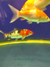 【包活包損】錦鯉活魚(yú)觀(guān)賞魚(yú)活體好養耐活冷水淡水魚(yú)日系錦鯉金魚(yú) 【精品】一條昭和錦鯉 14--17cm 曬單實(shí)拍圖