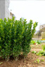 冬青樹(shù)苗法國直立籬笆墻庭院圍墻植物四季常青耐寒綠籬北海道黃楊 小葉黃楊10厘米高小苗10顆 不含盆 曬單實(shí)拍圖