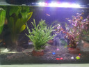 瘋狂水草（FKSC）真水草魚缸造景套餐凈化水質(zhì)懶人魚缸水草植物直接入缸蜈蚣草 【火山石】好養(yǎng)易活適合30-40缸 曬單實(shí)拍圖