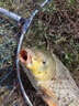 釣魚(yú)王春夏鯽魚(yú)餌料黑坑通殺鯽魚(yú)大板鯽濃腥香釣魚(yú)餌料野釣四季通殺餌料 一包【鯽魚(yú)魔餌】腥香組合 曬單實(shí)拍圖