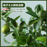臨雅【帶果發(fā)貨】四季金桔樹(shù)年桔可食用冬季客廳年宵花盆栽金橘子樹(shù)苗 四季金桔樹(shù)-原土盆 曬單實(shí)拍圖