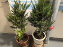 志超苗圃正東北方紅豆杉樹(shù)苗盆景盆栽客廳庭院綠植物吸甲醛防輻射凈化空氣 5年紅豆杉  1公1母    【兩株】 不含盆帶原土球發(fā)貨 曬單實(shí)拍圖