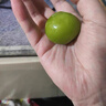 京覓 陽(yáng)光玫瑰晴王葡萄 現摘青提 凈3斤 單顆10g起 新鮮葡萄 源頭直發(fā) 曬單實(shí)拍圖